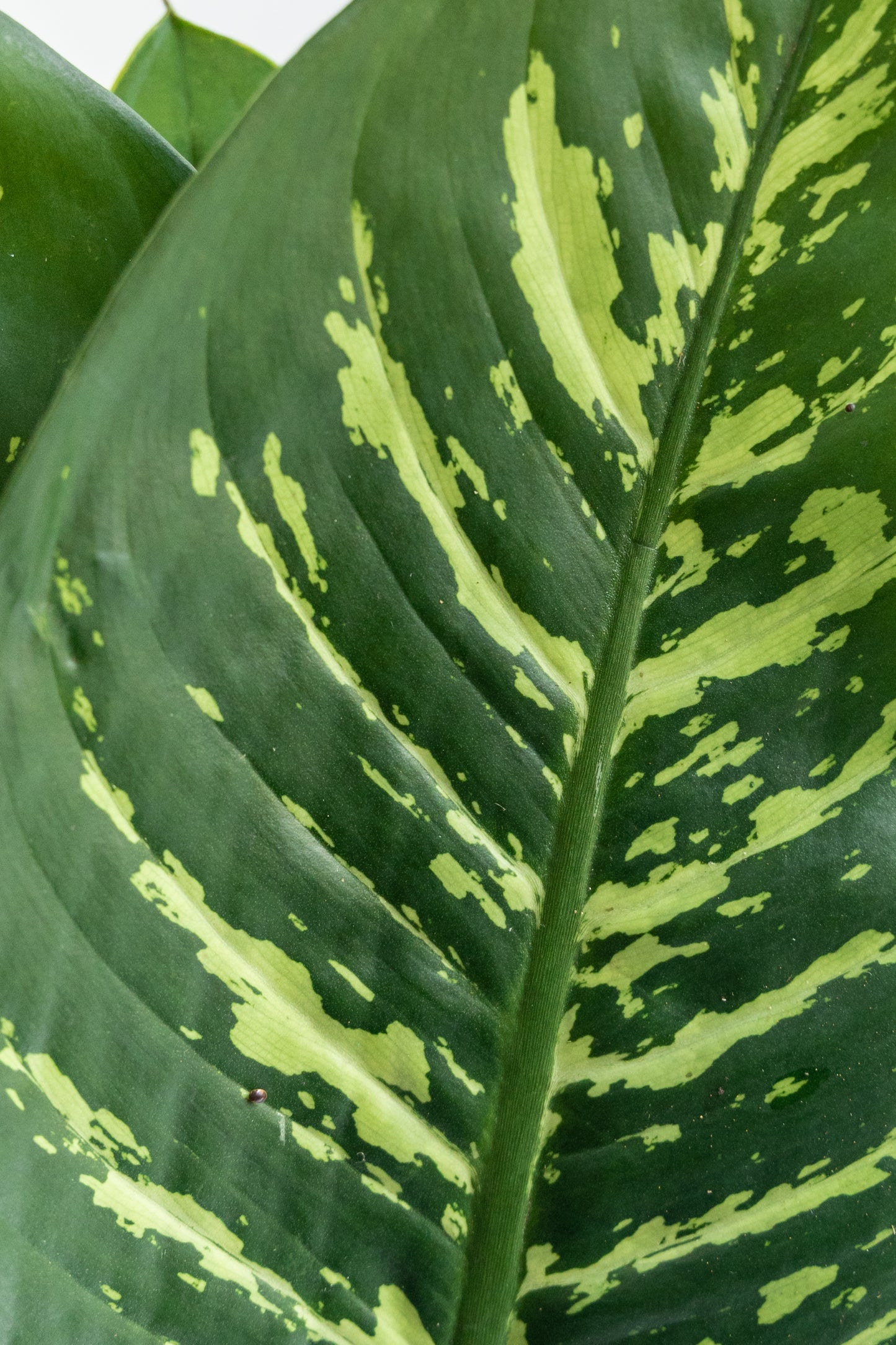 Paquete de Hoja de Amoena