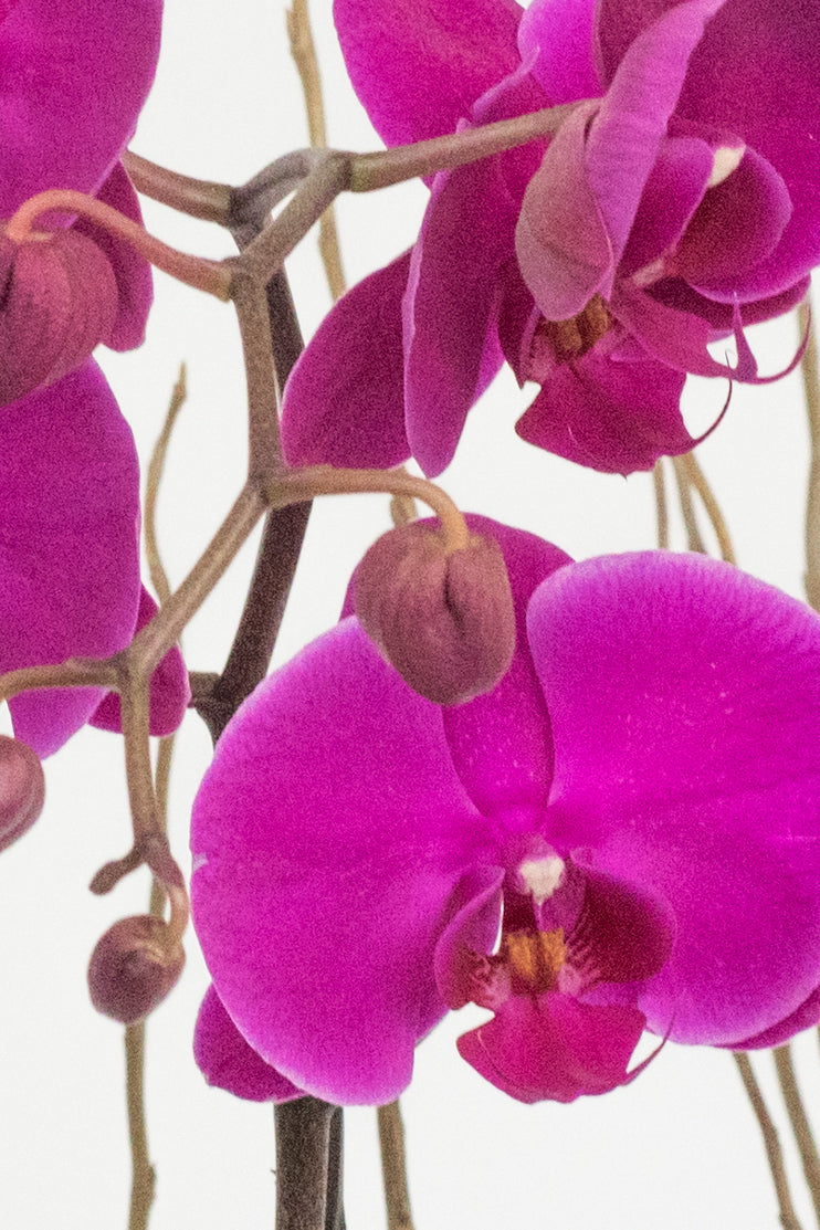 Todo Mi Cariño - Orquídea Morada TGZ