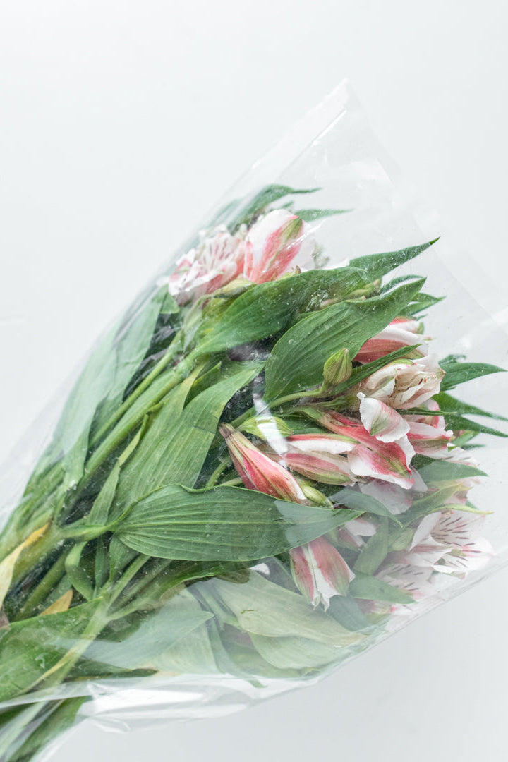 Paquete de Astromelia Rosa