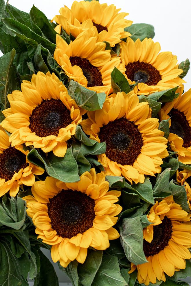 Paquete de Girasol (Vincent o Full Sun)