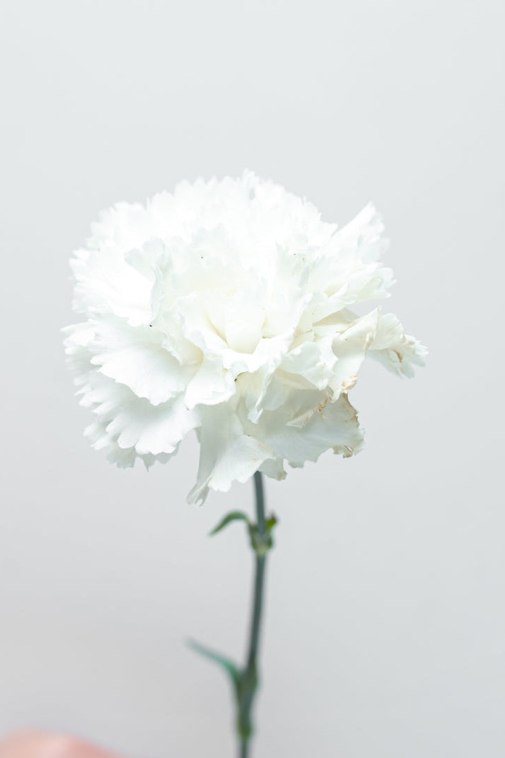 Paquete de Clavel Blanco