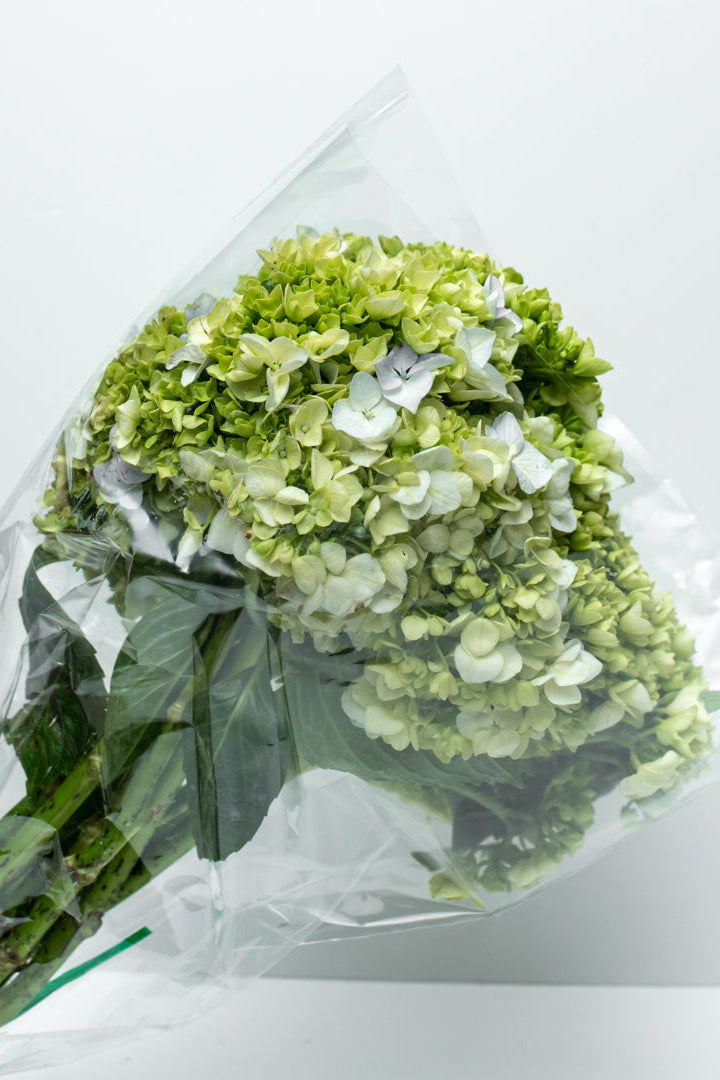 Paquete Hortensia Verde