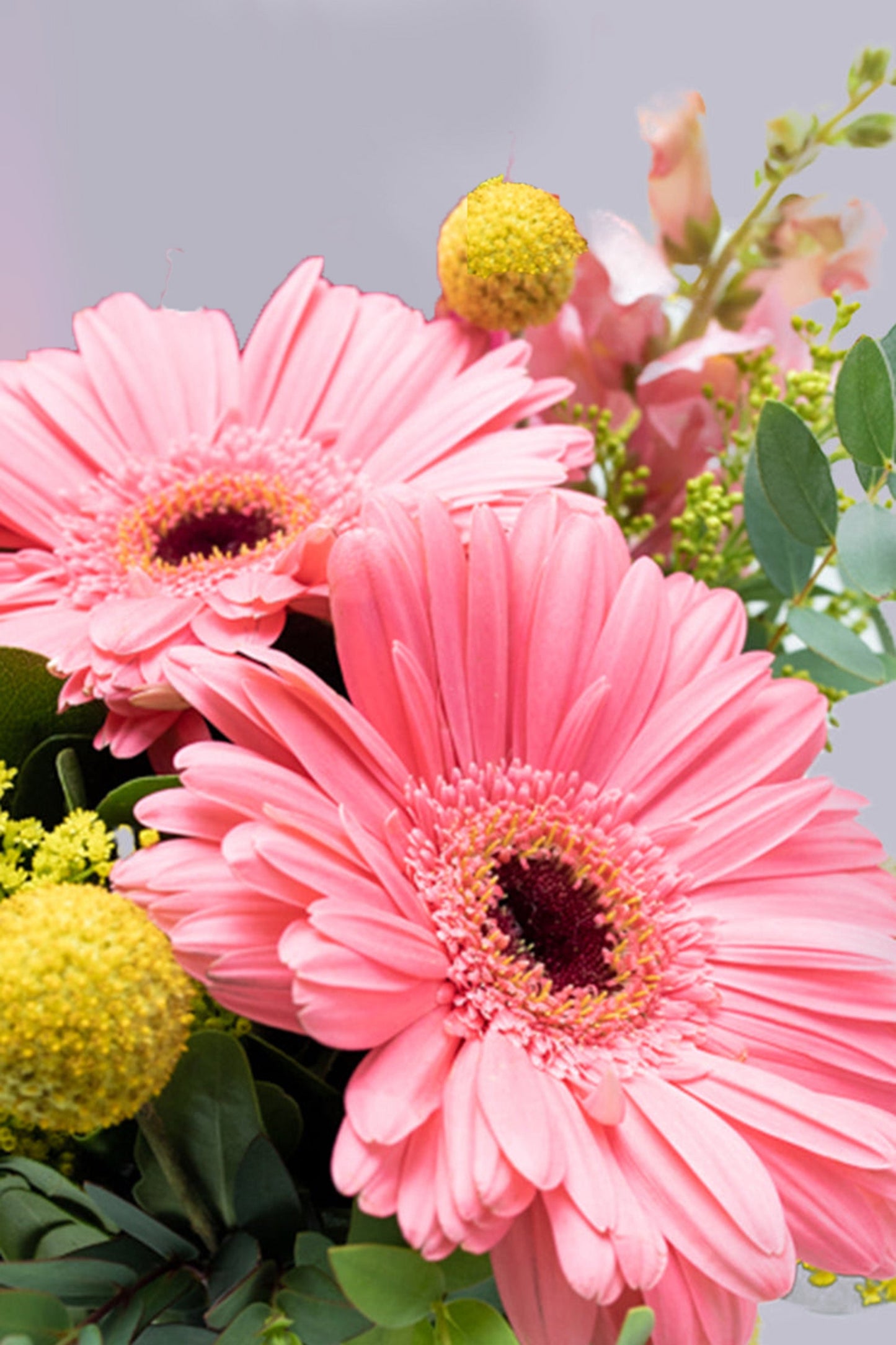 Optimista / Gerbera Rosa, Craspedía Amarilla TORREÓN