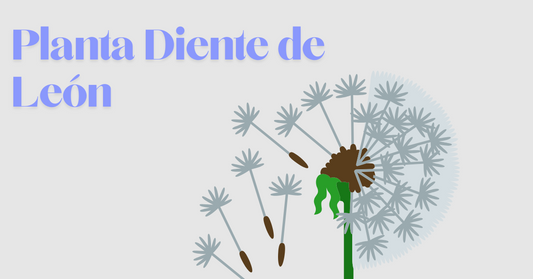 Planta Diente de León