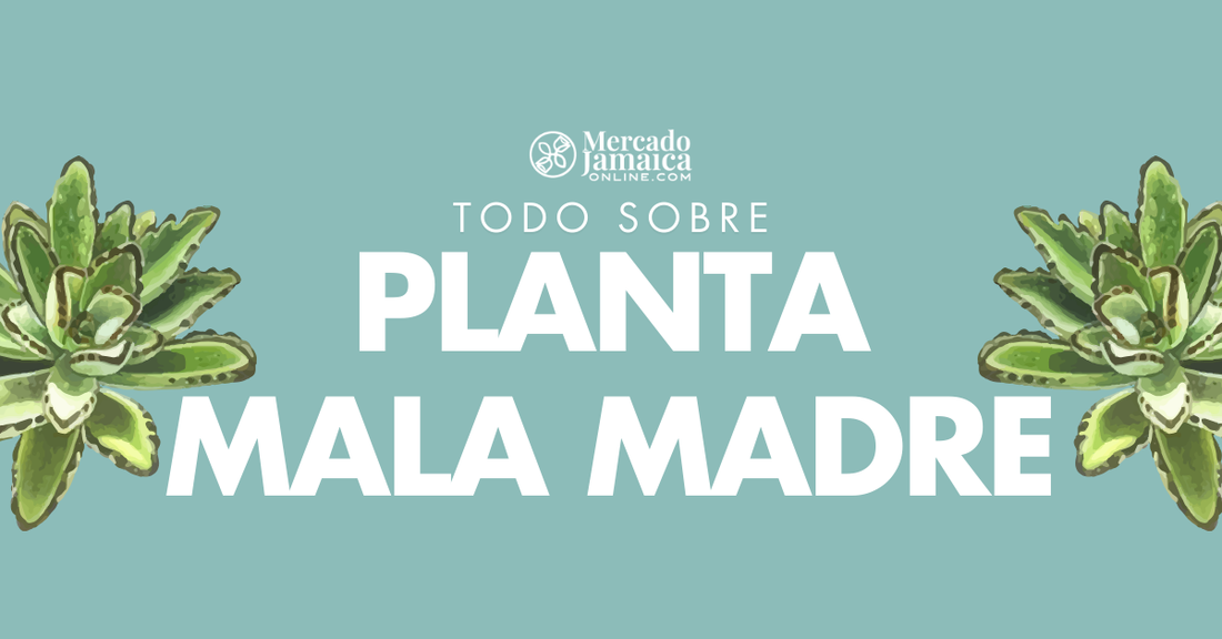 planta mala madre