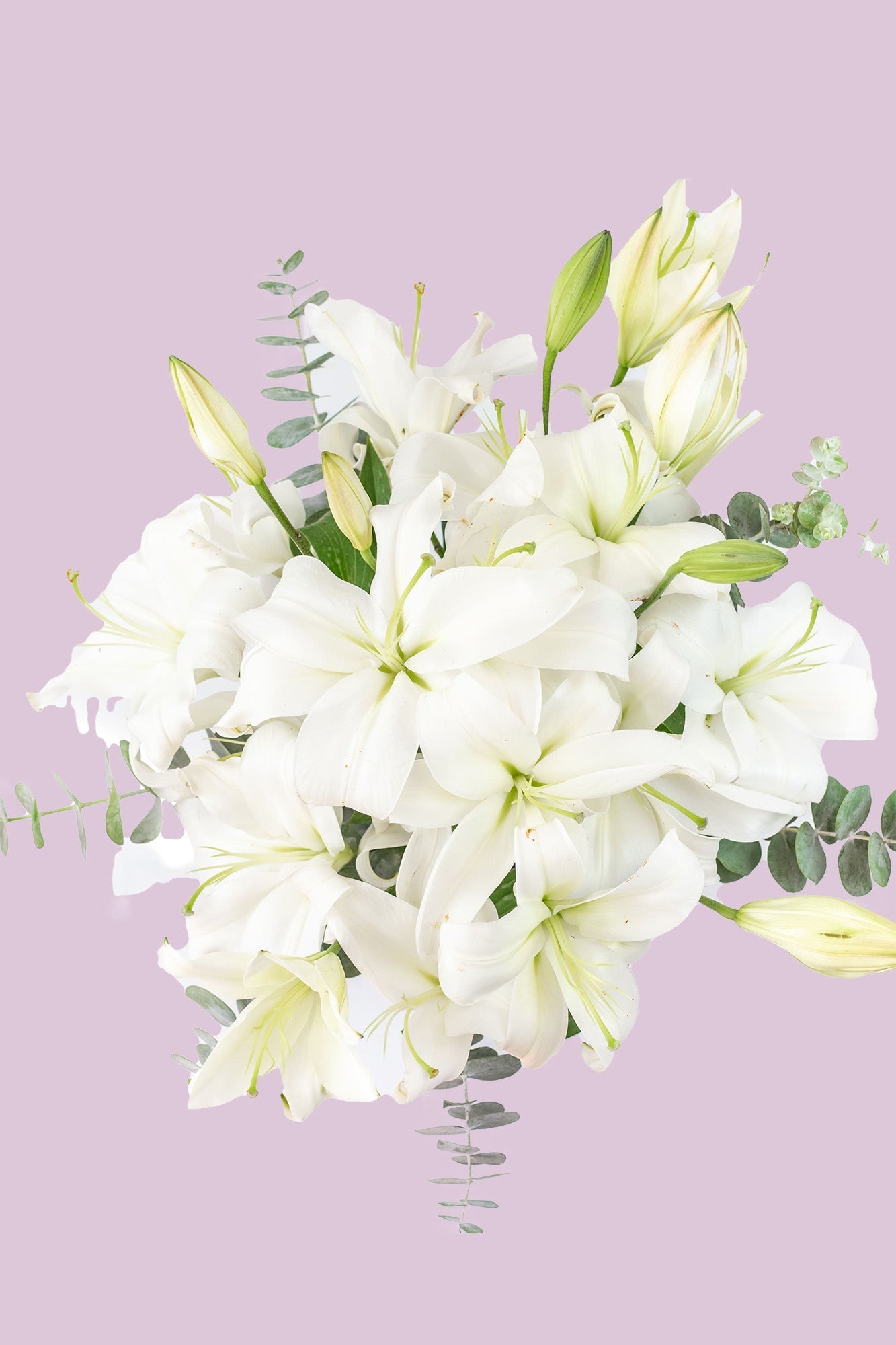 Casa Blanca - Lilium Blanca ACA
