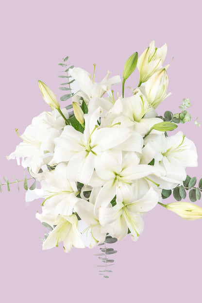 Casa Blanca - Lilium Blanca MERIDA
