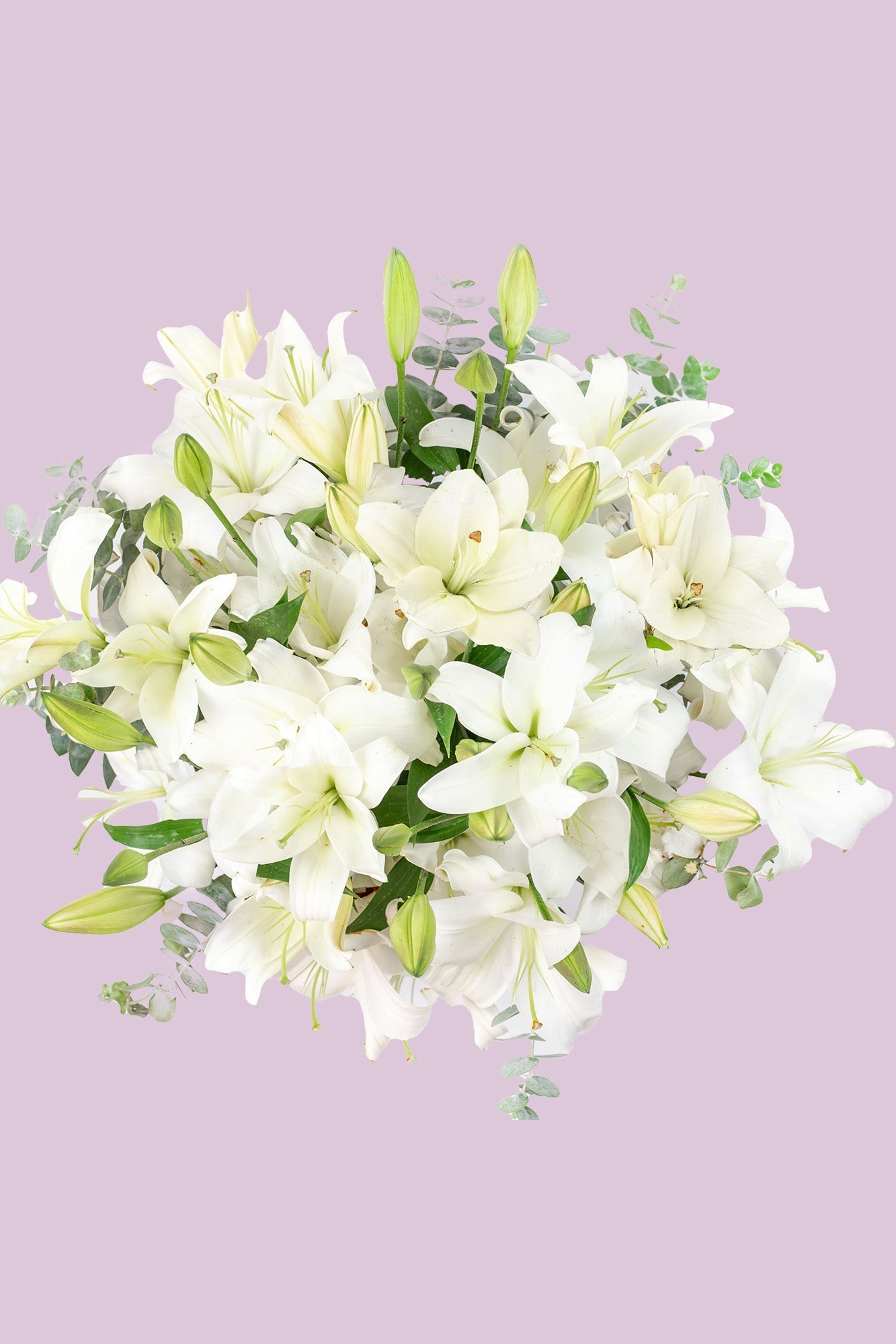 Casa Blanca - Lilium Blanca MERIDA