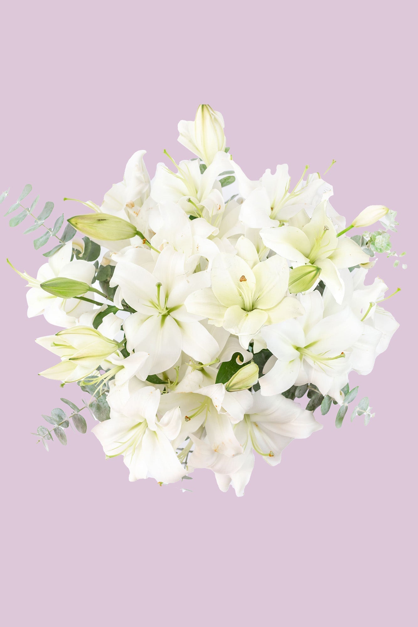 Casa Blanca - Lilium Blanca ACA