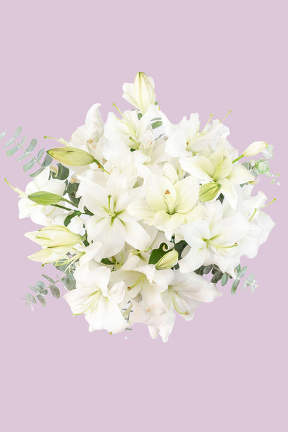 Casa Blanca - Lilium Blanca ACA