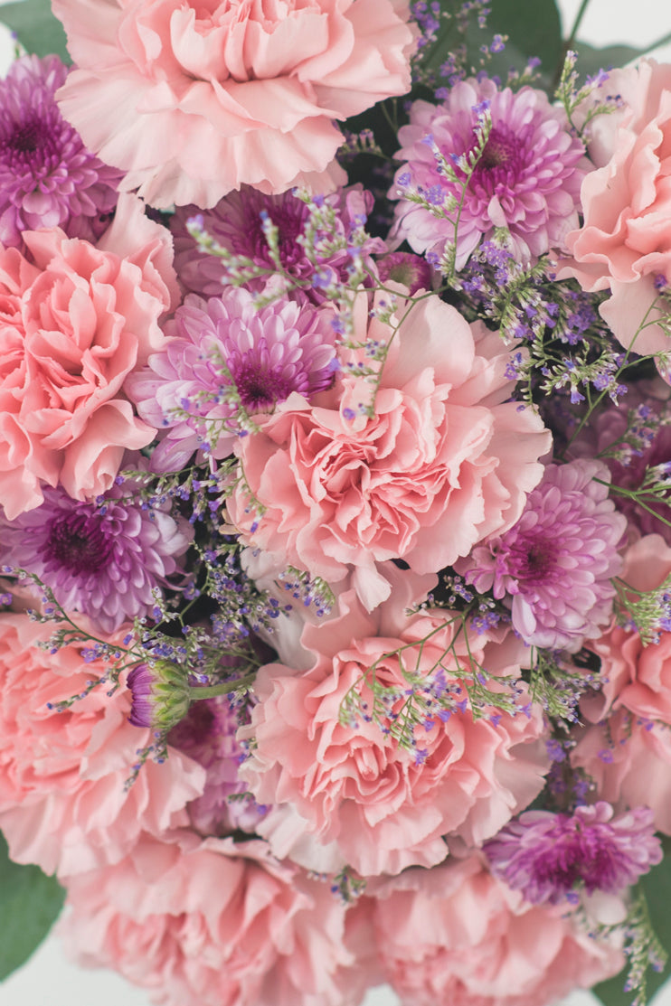 Campo de Claveles - Flores XAL