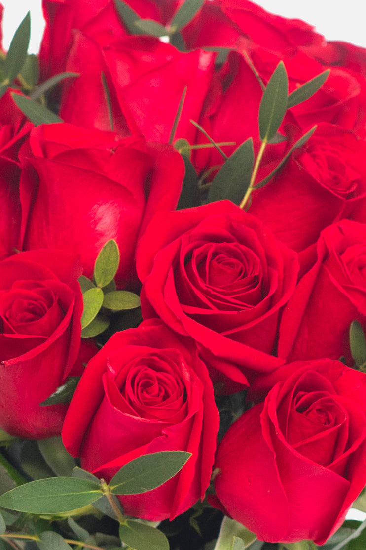 Amor con Rosas // Rosa Roja PYC