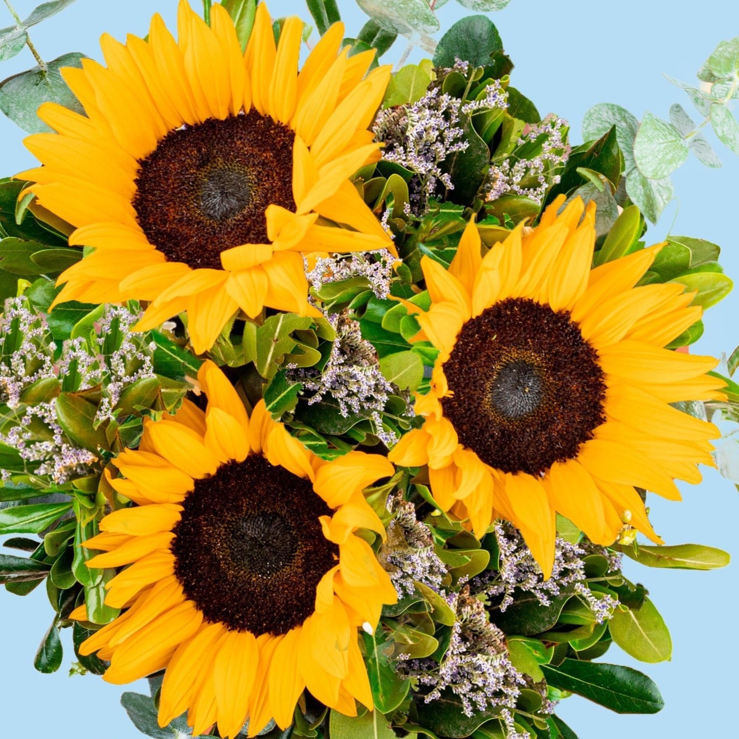 Sonrisa de Sol / Girasoles IRAPUATO