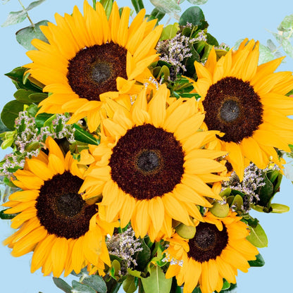 Sonrisa de Sol - Girasoles ACA