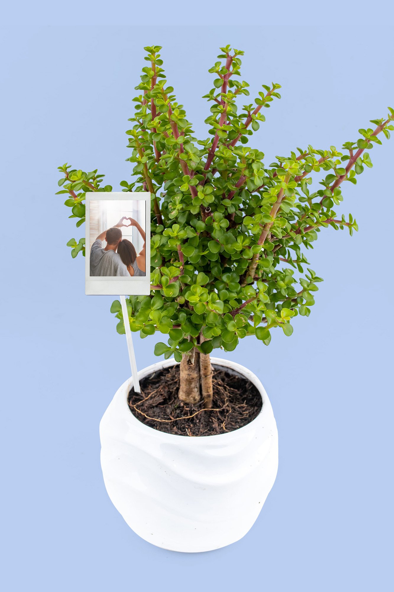 Árbol de la Abundancia - Foto Personalizada