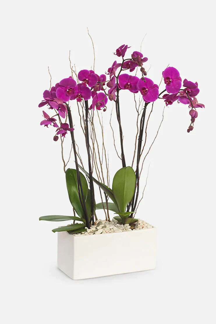 Todo Mi Cariño - Orquídea Morada TGZ