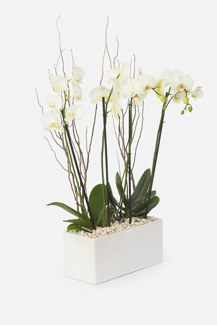 Todo Mi Cariño - Orquídea Blanca TGZ