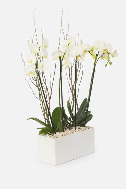 Todo Mi Cariño - Orquídea Blanca TGZ