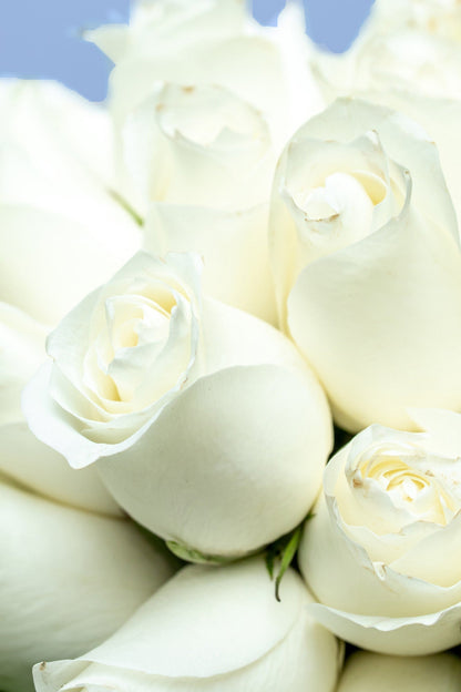 Amor y Paz // Rosa Blanca
