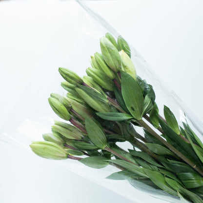 White Lilium Package