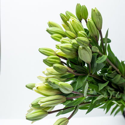 White Lilium Package