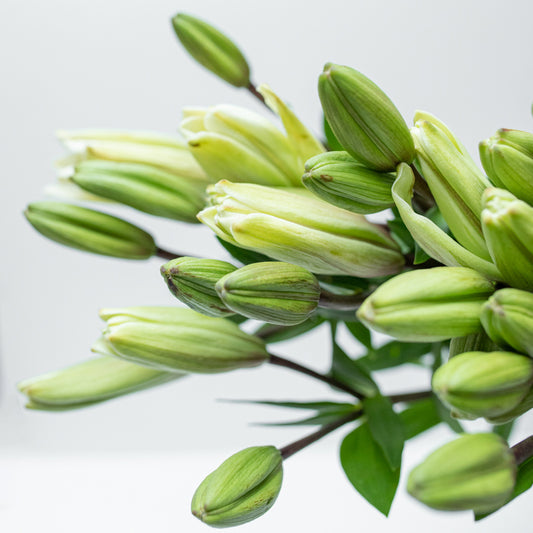 White Lilium Package