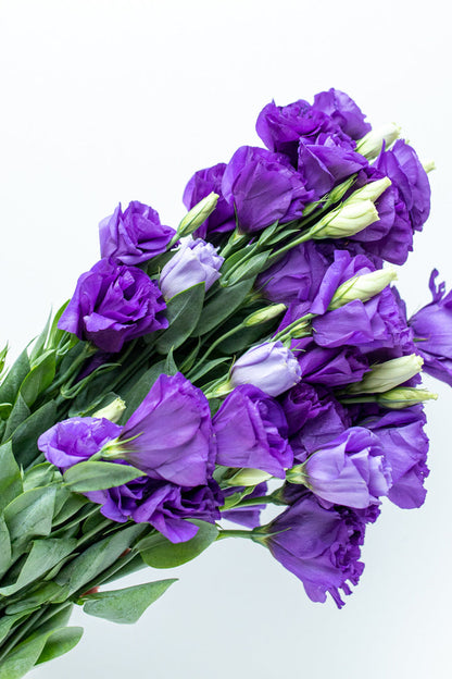 Paquete de Lisianthus Morado