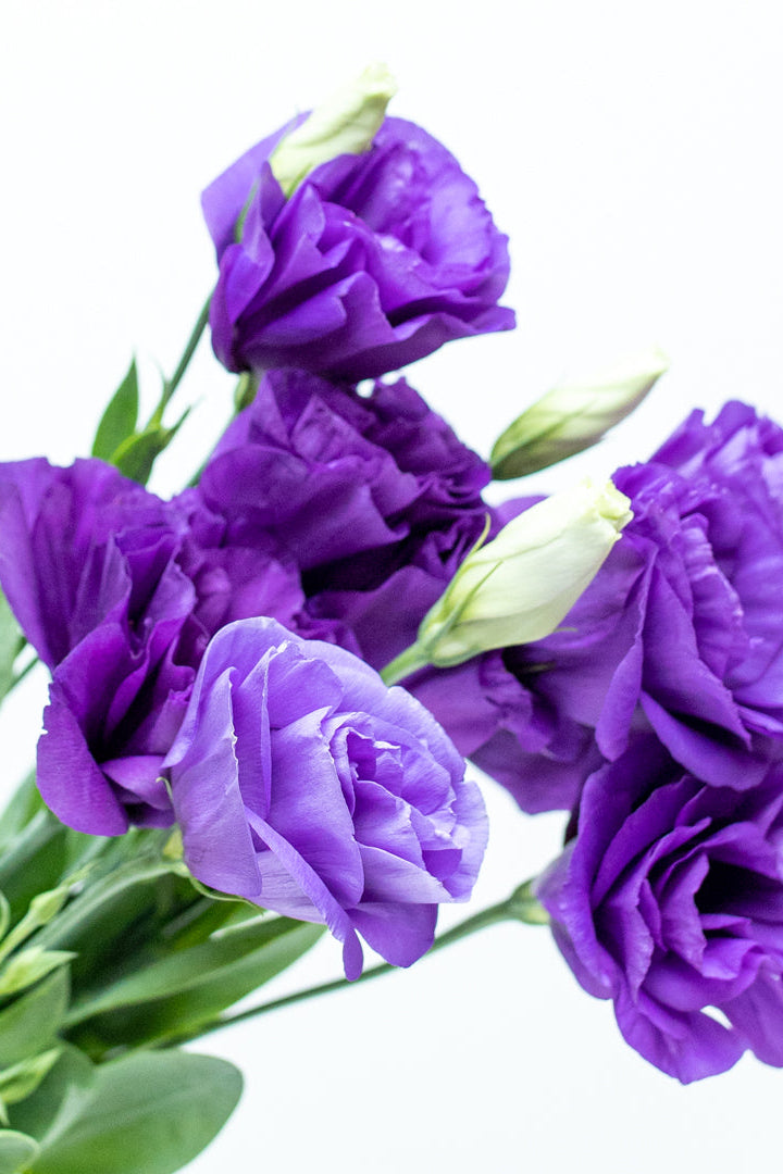 Paquete de Lisianthus Morado