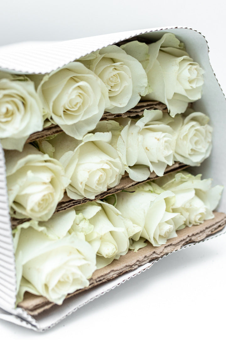 Paquete de 24 Rosas Blancas (Praud)