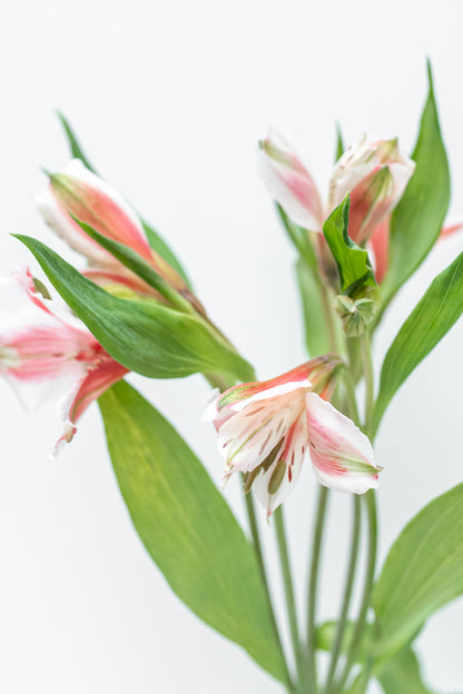 Paquete de Astromelia Rosa
