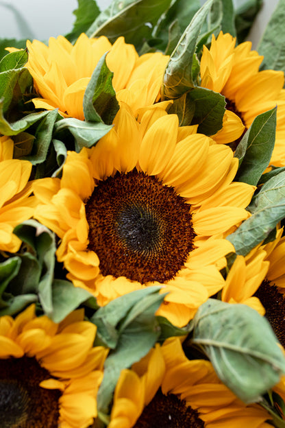 Paquete de Girasol (Vincent o Full Sun)