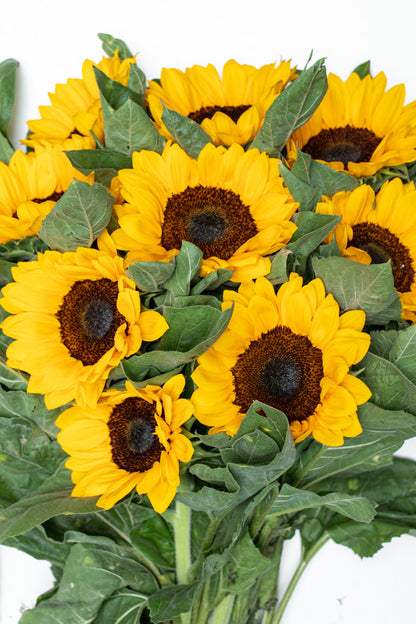 Paquete de Girasol (Vincent o Full Sun)