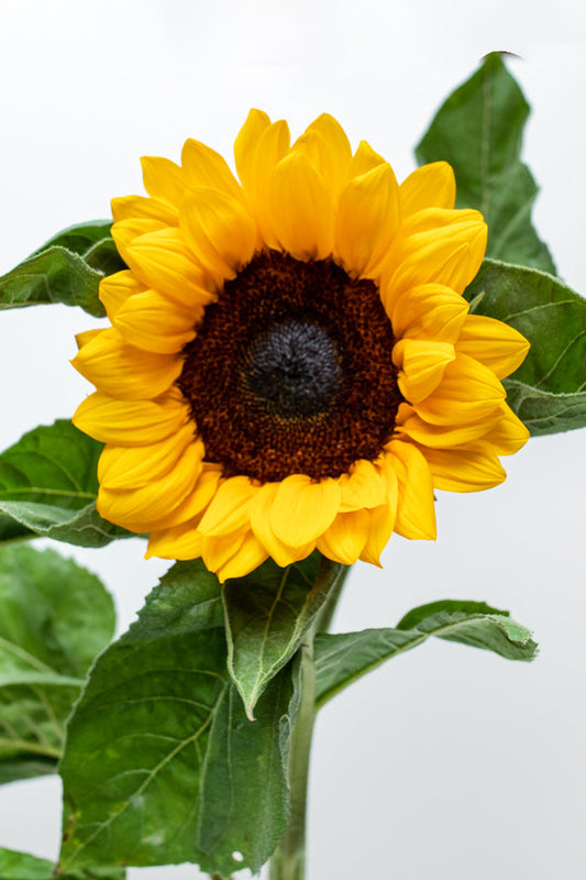Paquete de Girasol (Vincent o Full Sun)