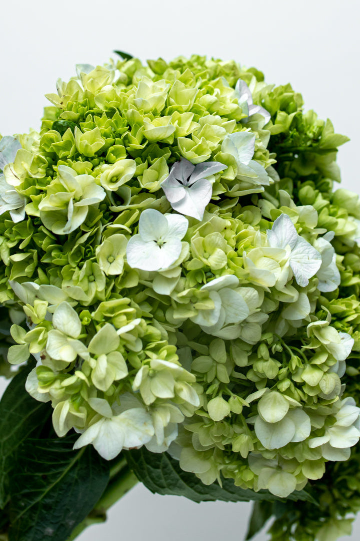 Paquete Hortensia Verde