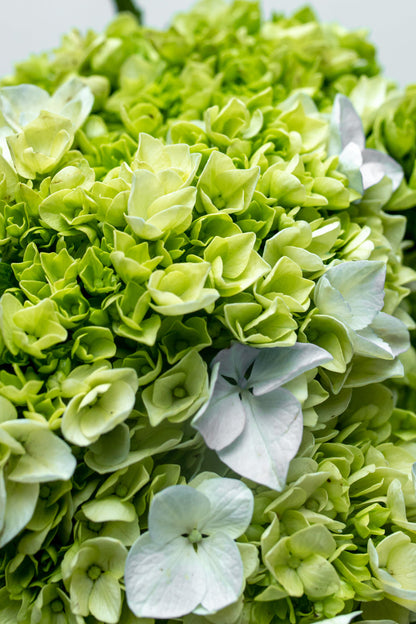 Paquete Hortensia Verde