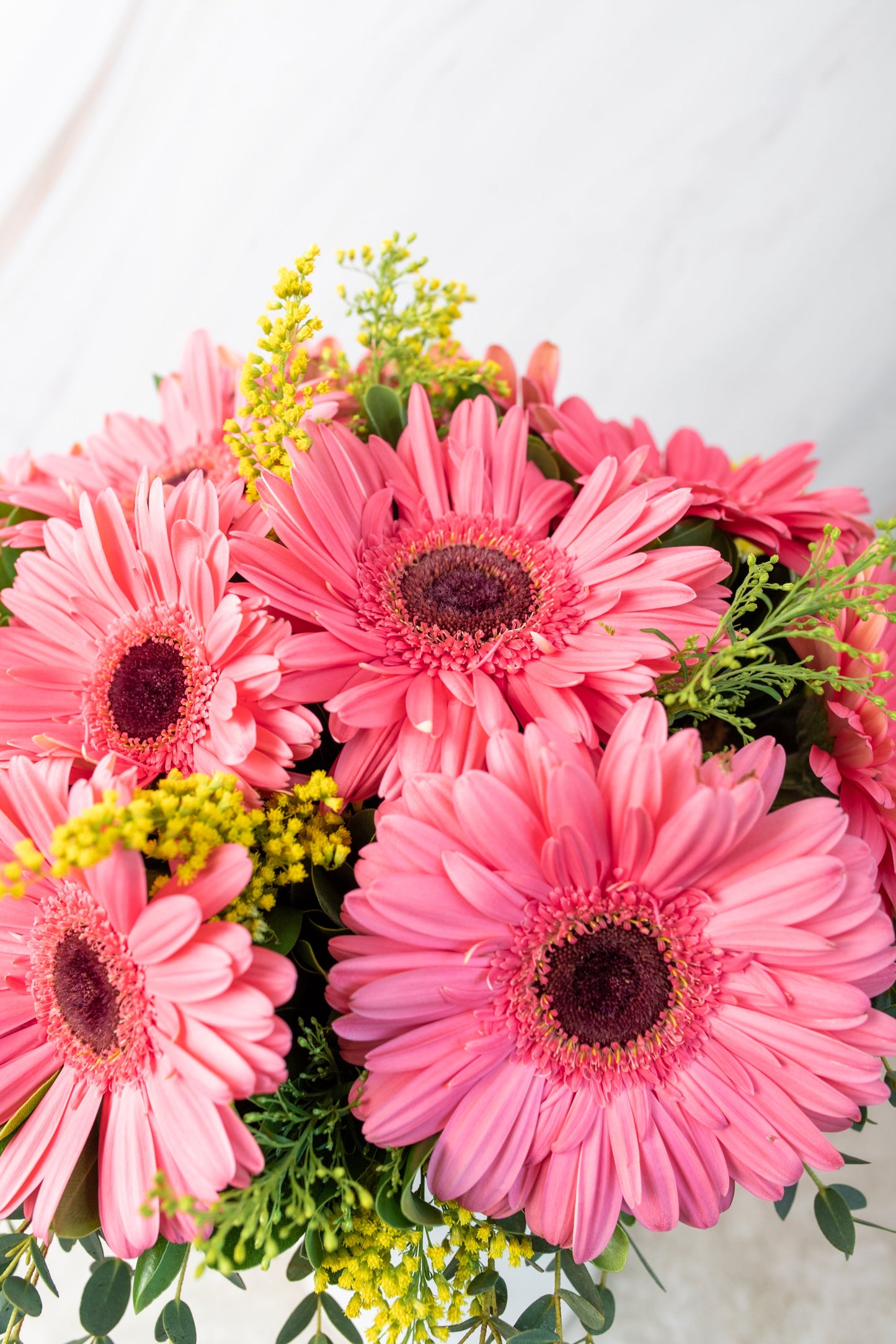 Chispitas de Gerberas / Gerbera Rosa TORREÓN