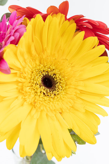 Pequeño Arcoiris // Gerbera de Colores SNL
