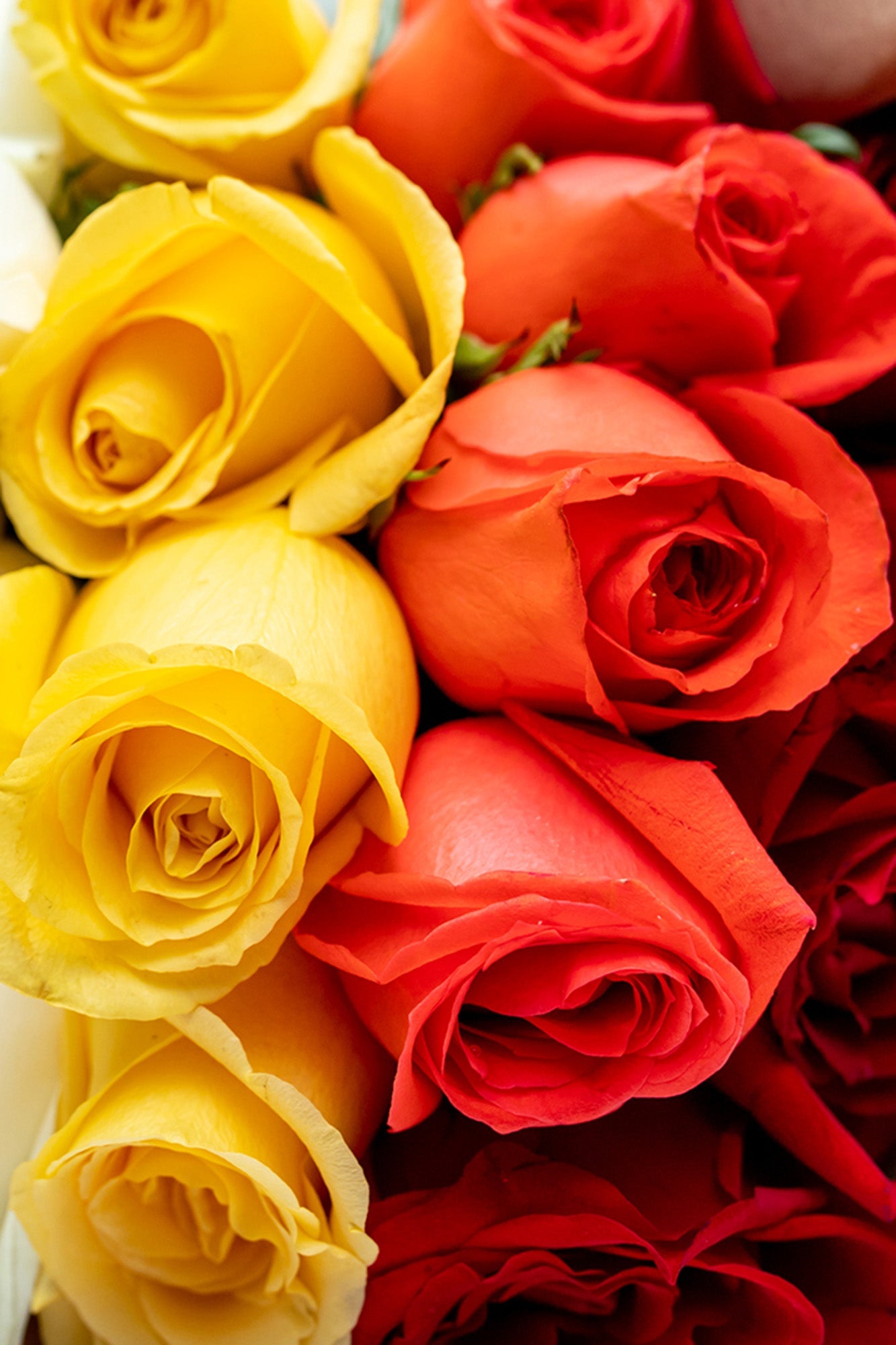 Pride - Flores