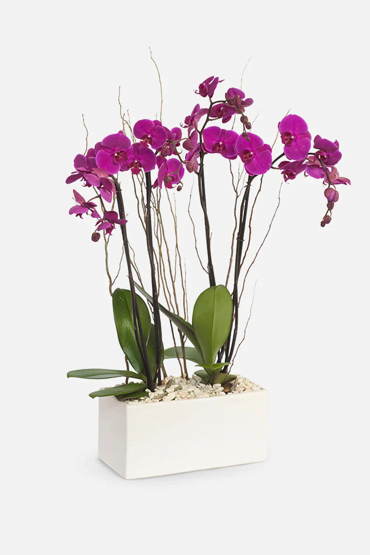 Todo Mi Cariño - Orquídea Morada Cun