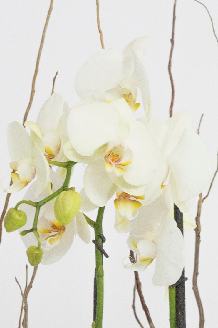 Todo Mi Cariño - Orquídea Blanca Cun
