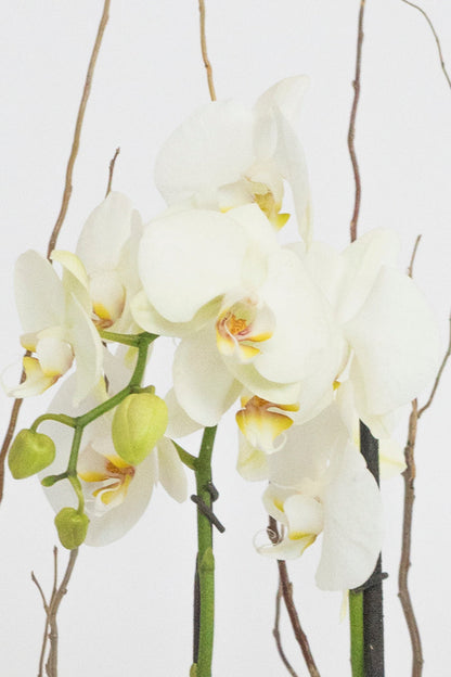 Todo Mi Cariño - Orquídea Blanca Cun