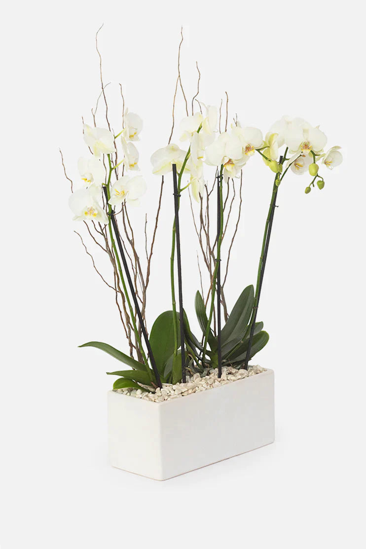 Todo Mi Cariño - Orquídea Blanca Cun